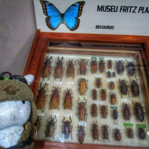 Museu Entomológico Fritz Plaumann