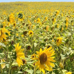 Campo dos Girassóis