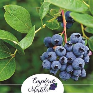 Empório do Mirtilo
