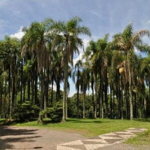 Parque das Palmeiras